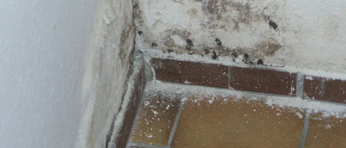 Permalink zu: Schimmelpilzbekämpfung / Wärmedämmertüchtigung