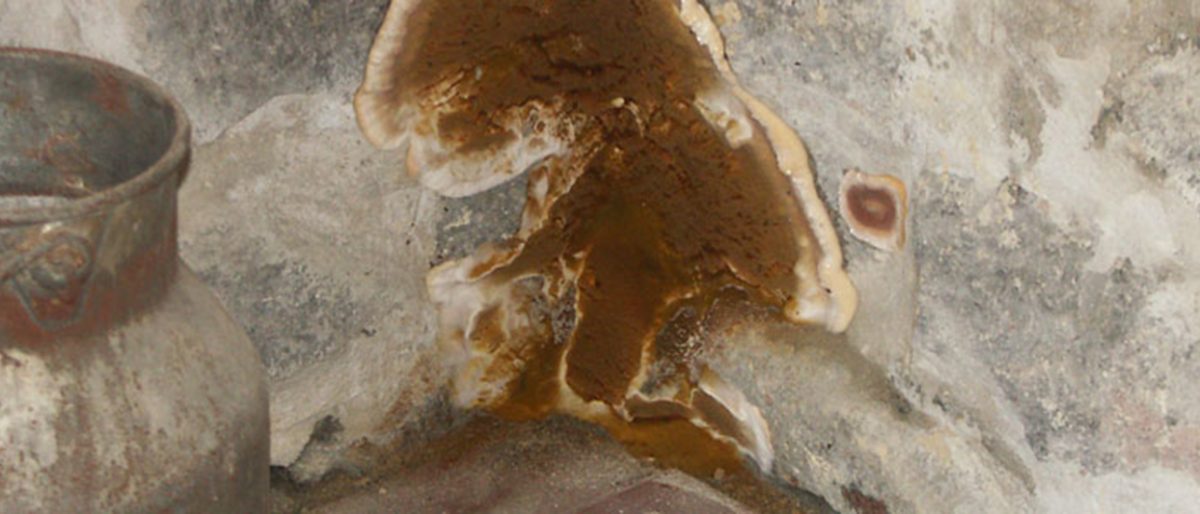 Permalink zu: Schimmelpilzsanierung nach Richtlinien des Umweltbundesamtes